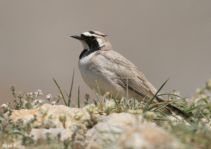  צחיחנית החרמון  Horned Lark  Eremophila alpestris                             הר החרמון ,יוני 2008.צלם:ליאור כסלו
